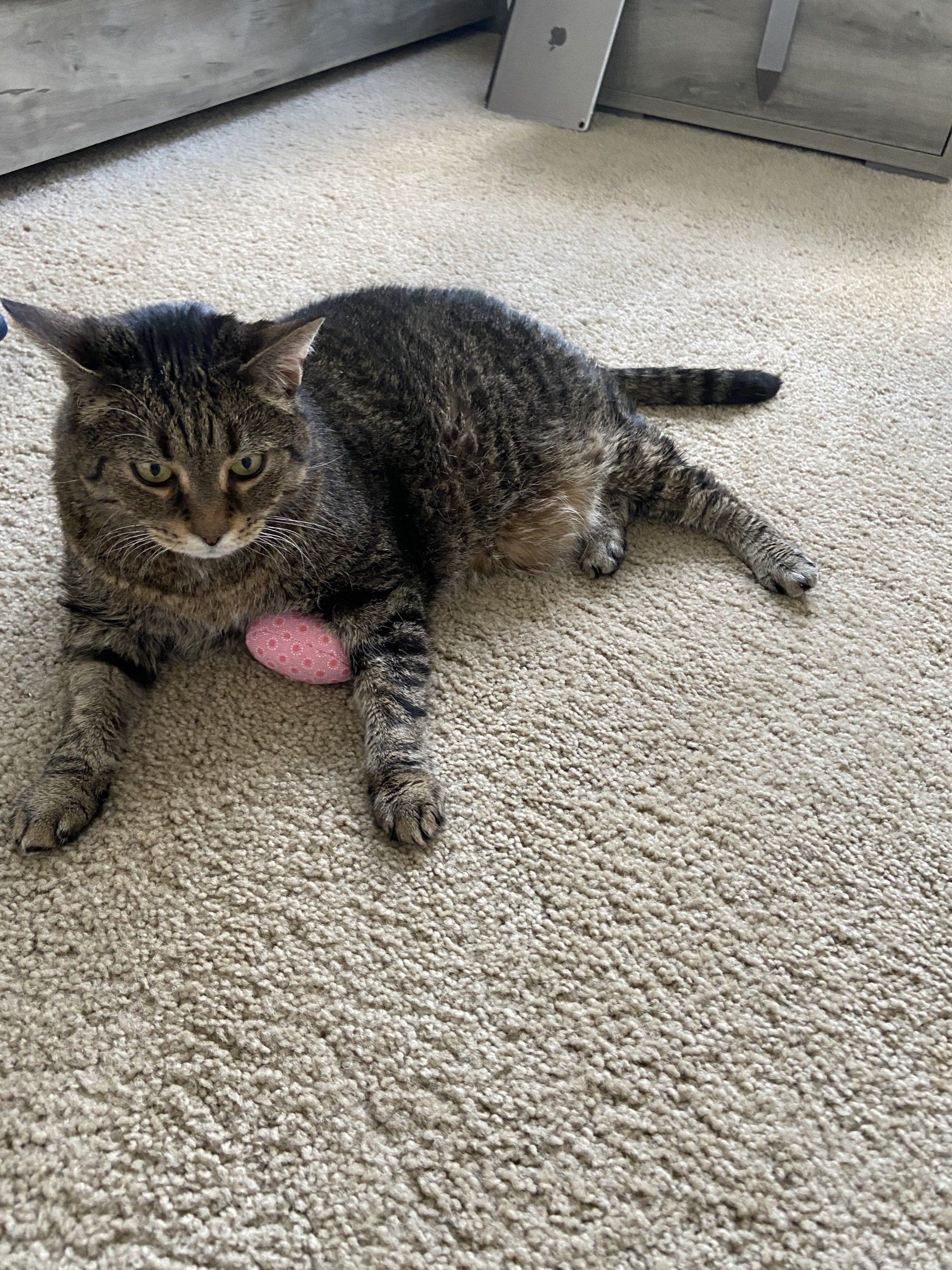 A cat is laying on the floor with a pink toy.