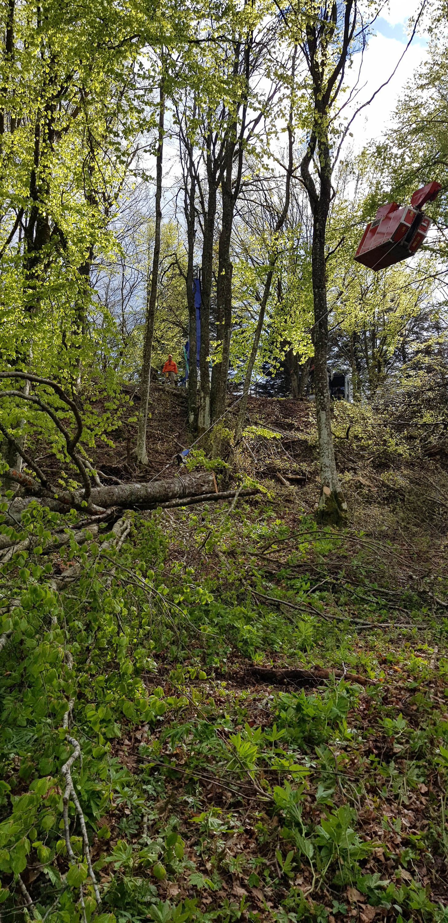 Scena di foresta, con un fitto sottobosco di fogliame verde e alberi illuminati dalla luce del sole.