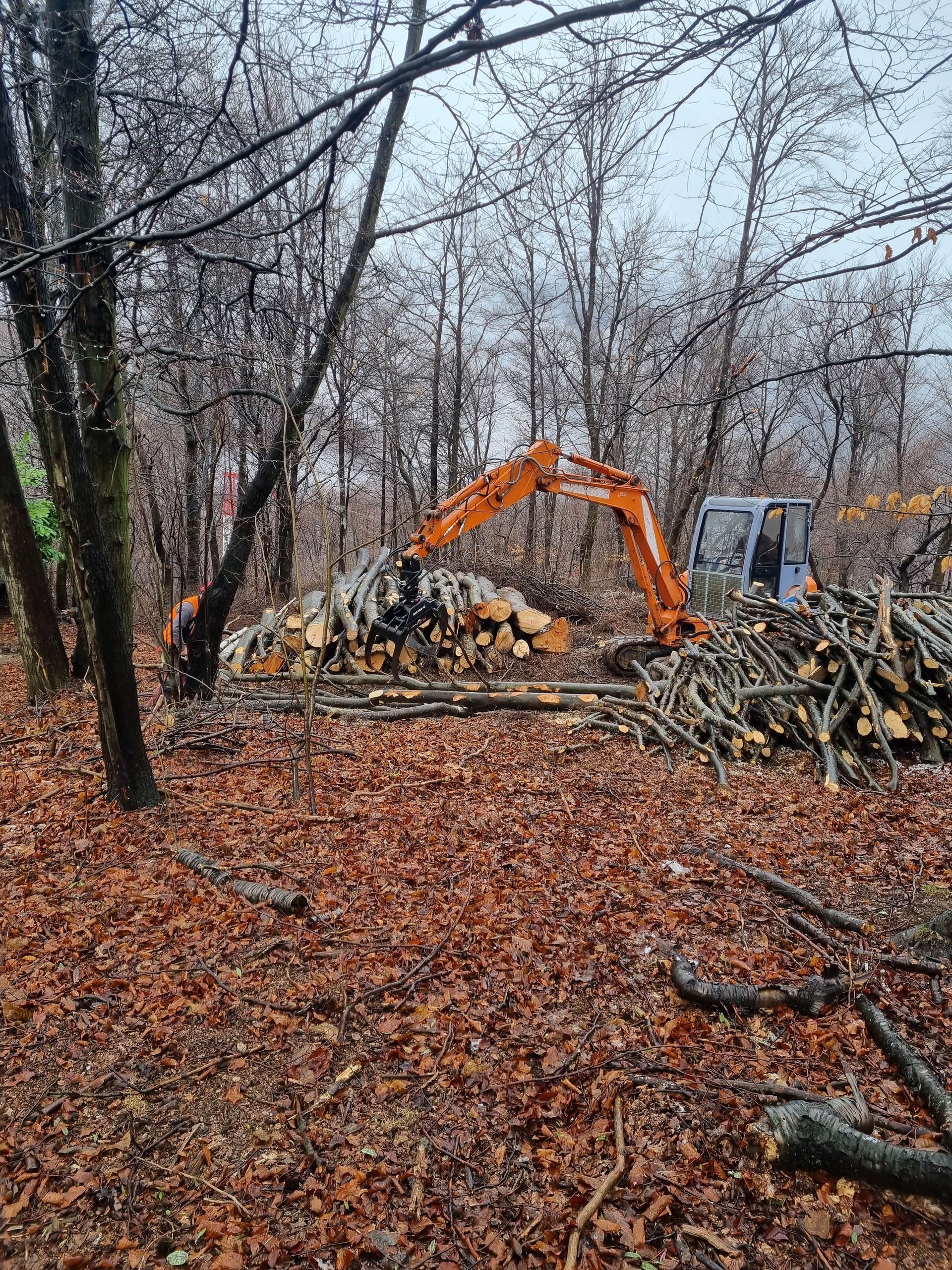 Un escavatore arancione carica tronchi in una foresta, circondato da foglie e alberi caduti.