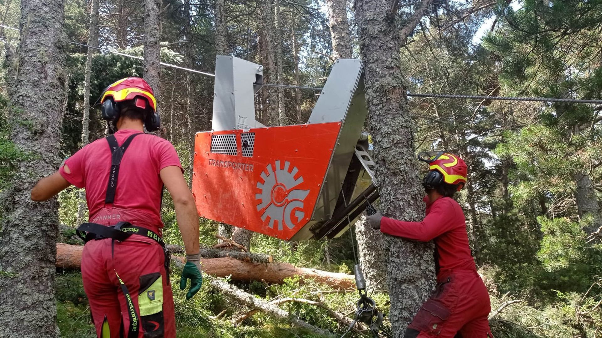 Due arboricoltori utilizzano una cesoia meccanica per abbattere un albero in una foresta.