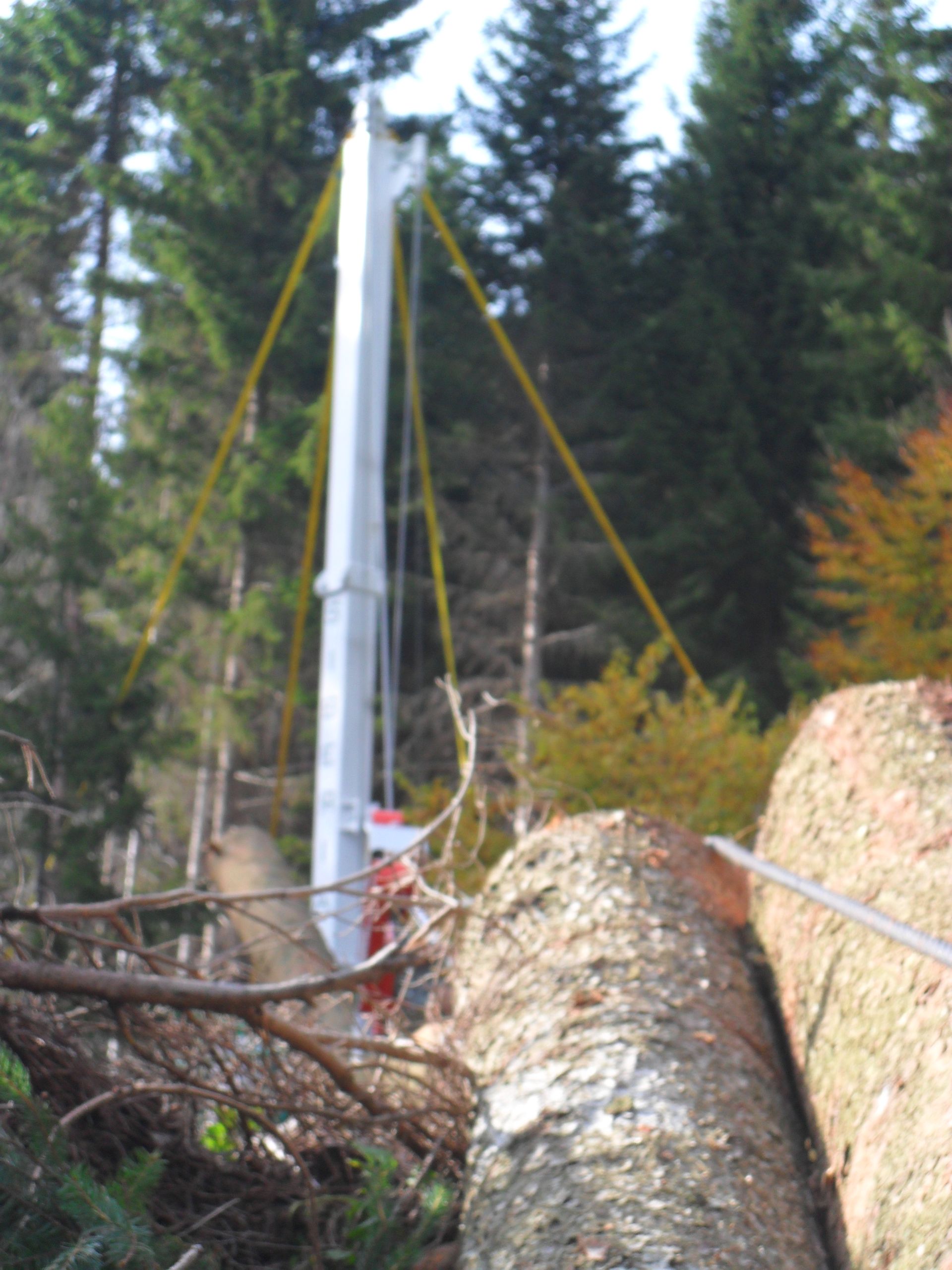 Attrezzatura per il disboscamento che solleva un tronco in una foresta, con corde di supporto gialle e alberi alti sullo sfondo.
