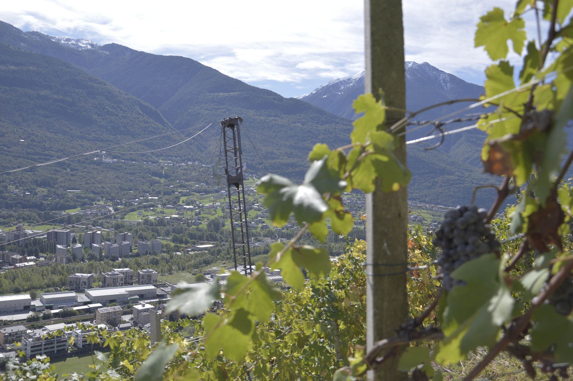 Vigneto con foglie verdi, che domina una cittadina incastonata in una valle, con le montagne sullo sfondo.