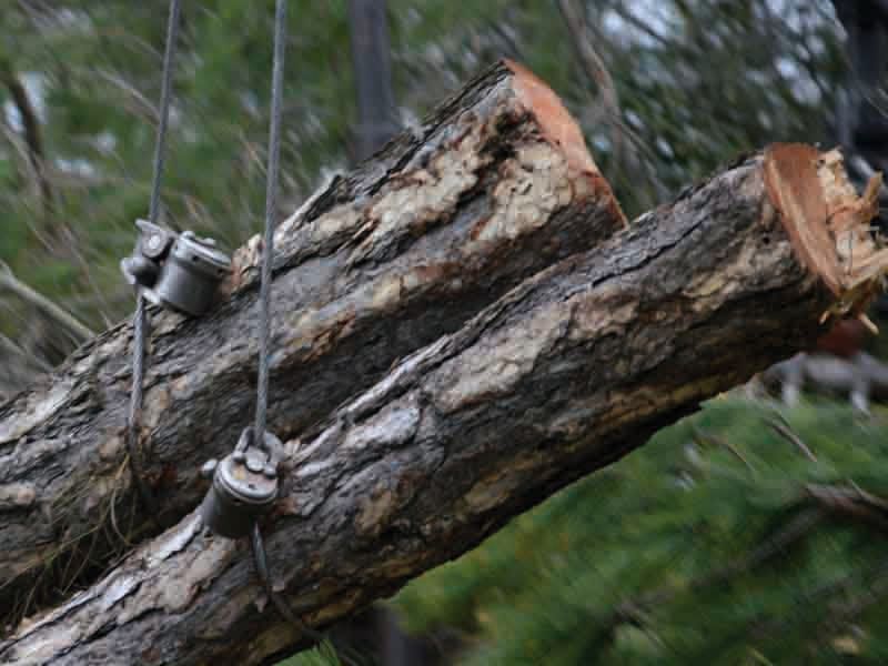 Tronco d'albero tagliato con fili metallici, all'aperto, sfondo sfocato.