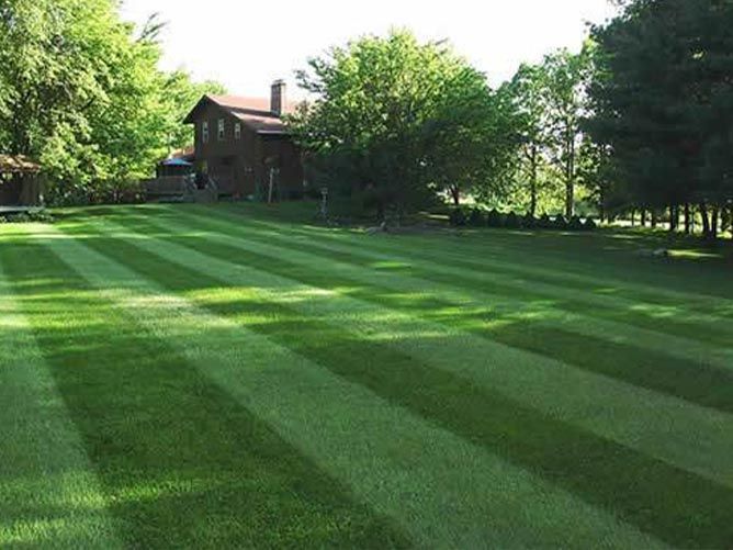 A lush green lawn with a house in the background