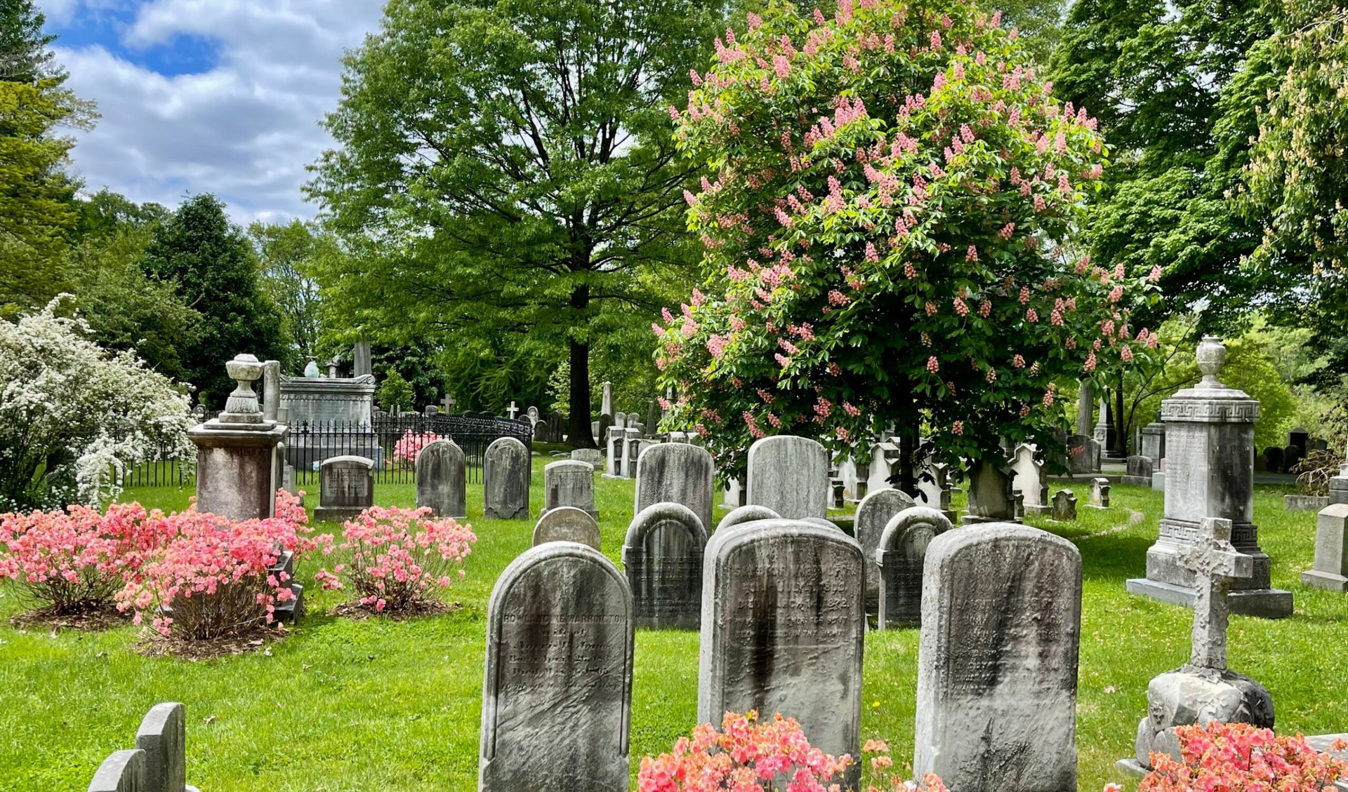 A meadow of native grasses and wildflowers in a green burial section of West Laurel Hill
