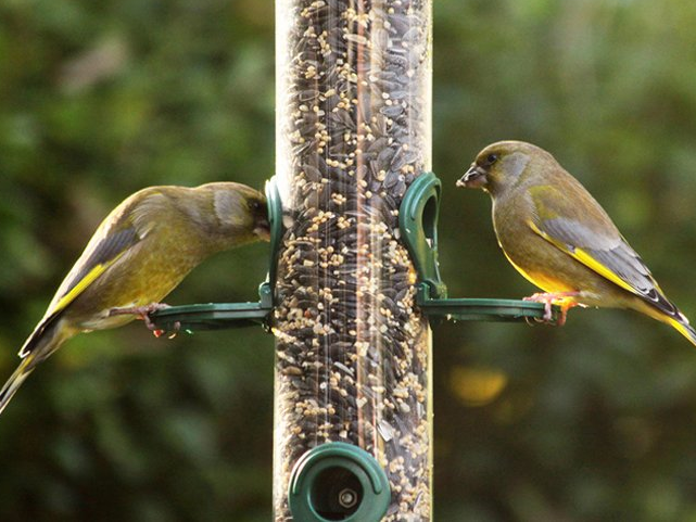 Two green and yellow birds eating seeds from a bird feeder.