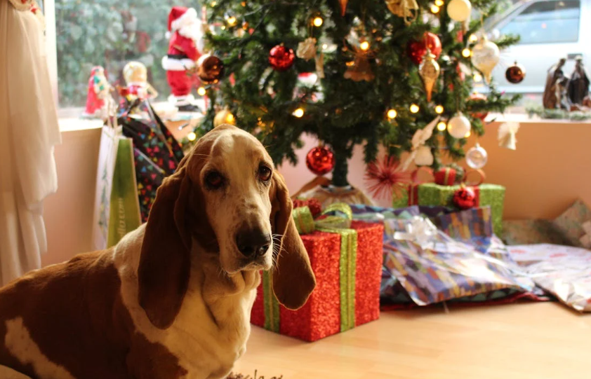 Holiday Season With Your Dog