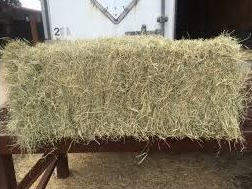 Coastal Hay