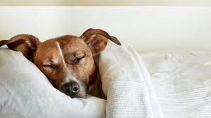 Dog sleeping 
