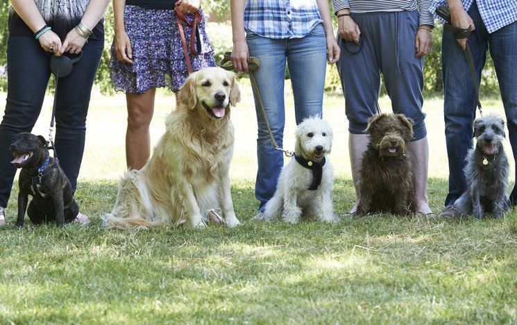 Dog Daycare