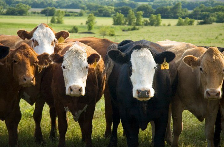 Cattle herd standing