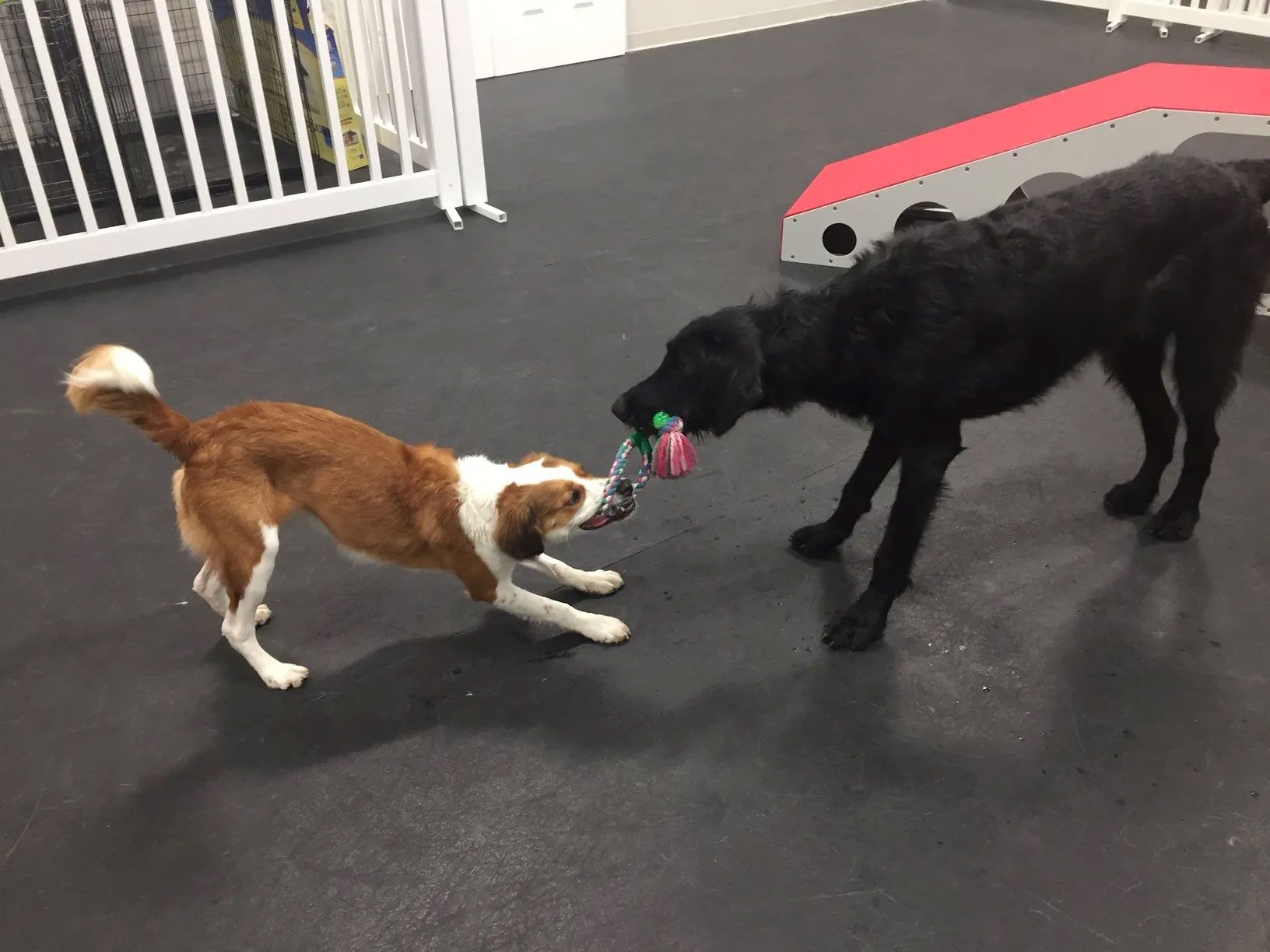 Dog Daycare 1