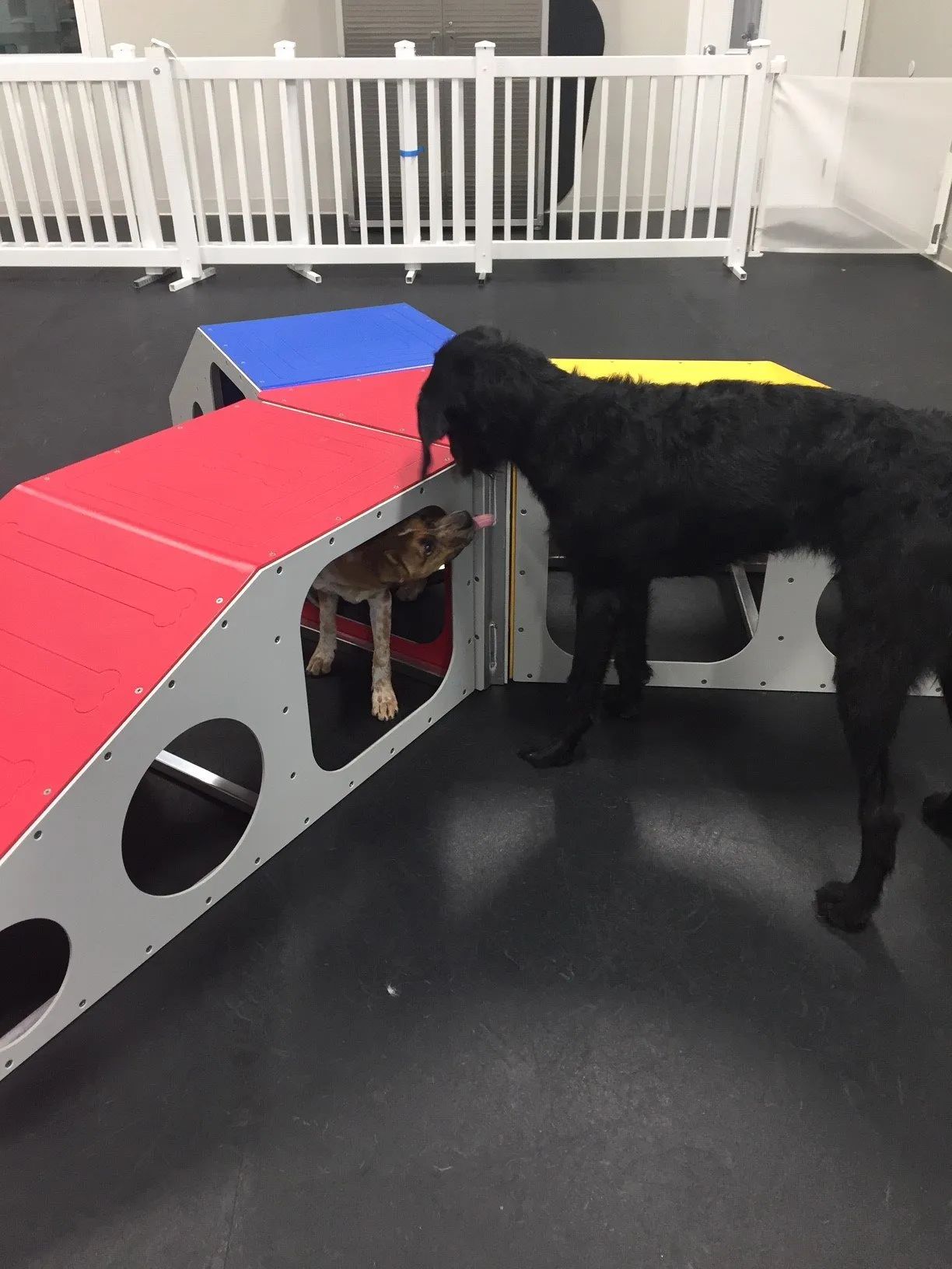 Dog Daycare 2
