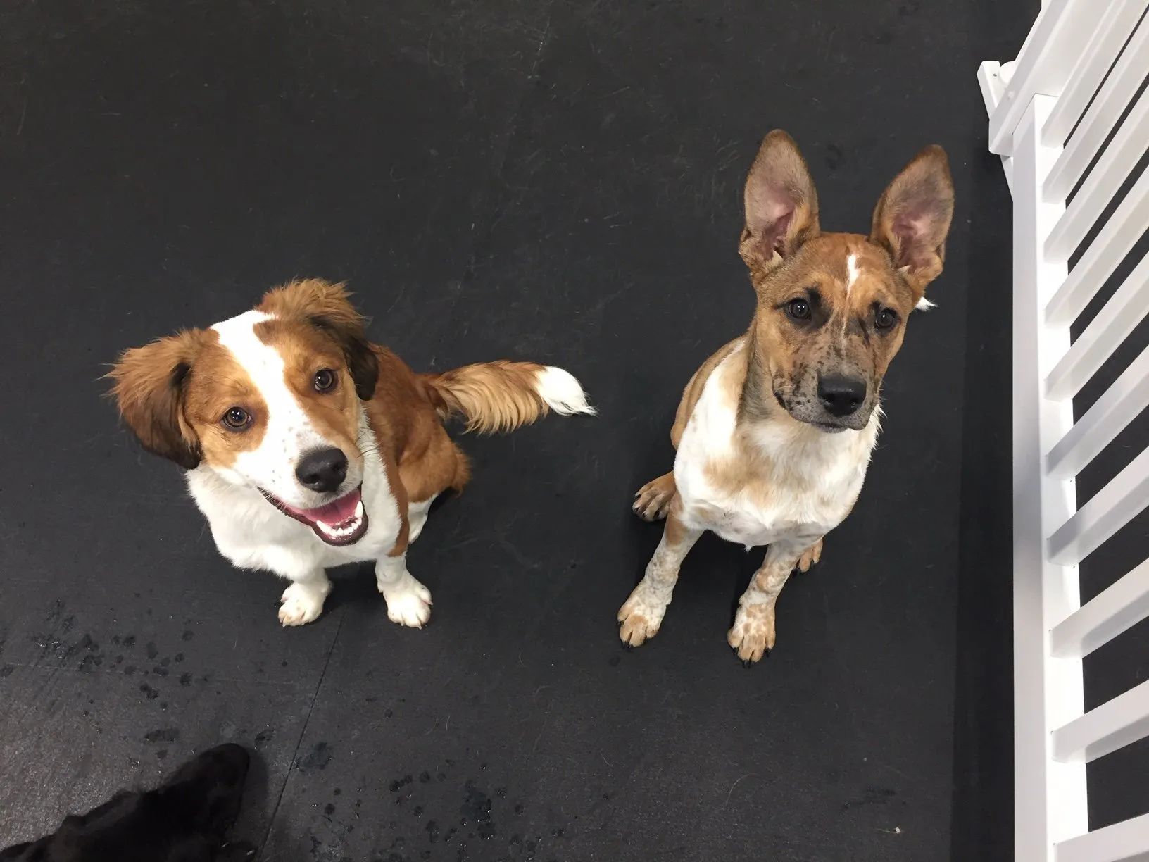 Dog Daycare 4