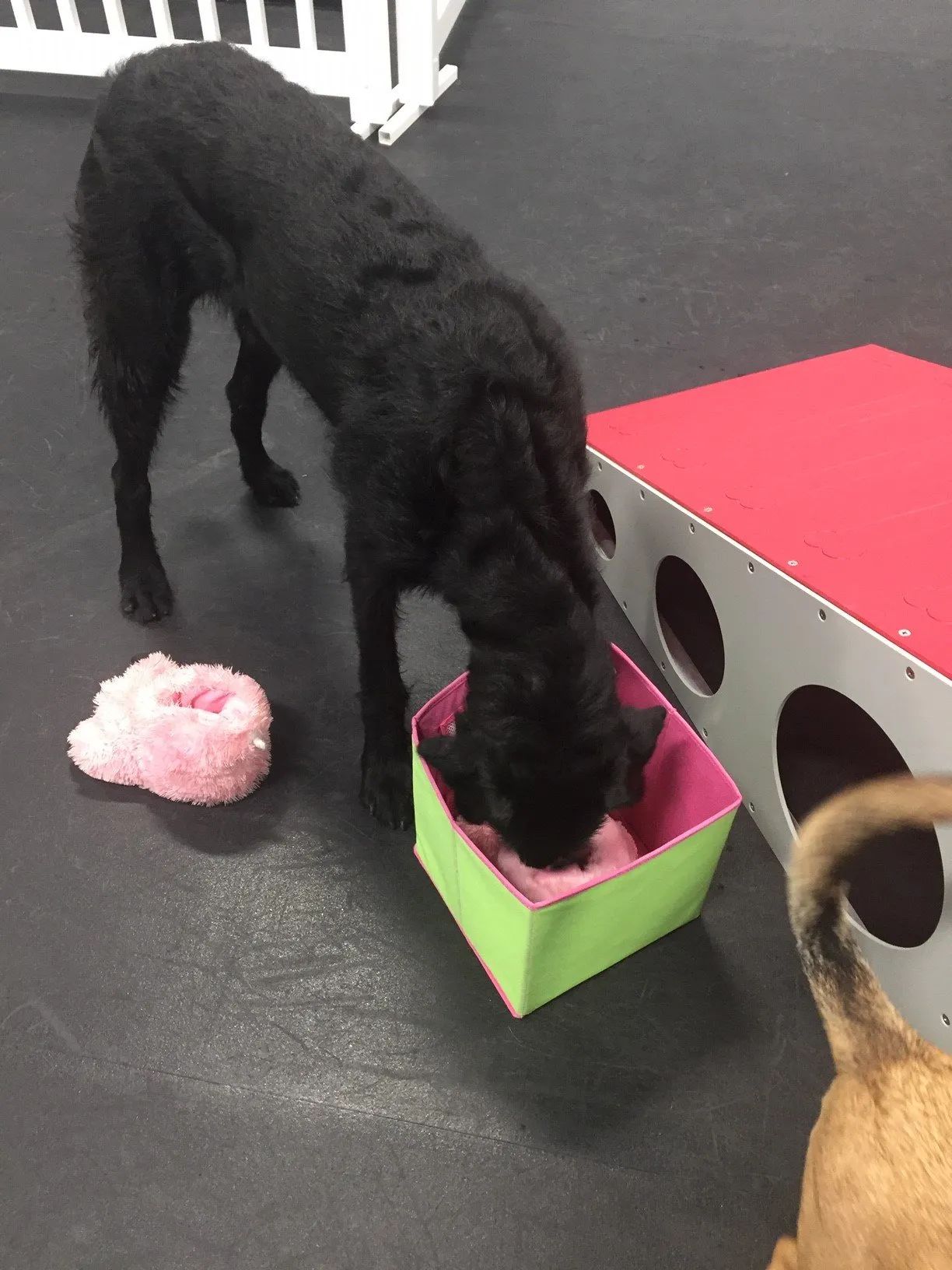Dog Daycare 5