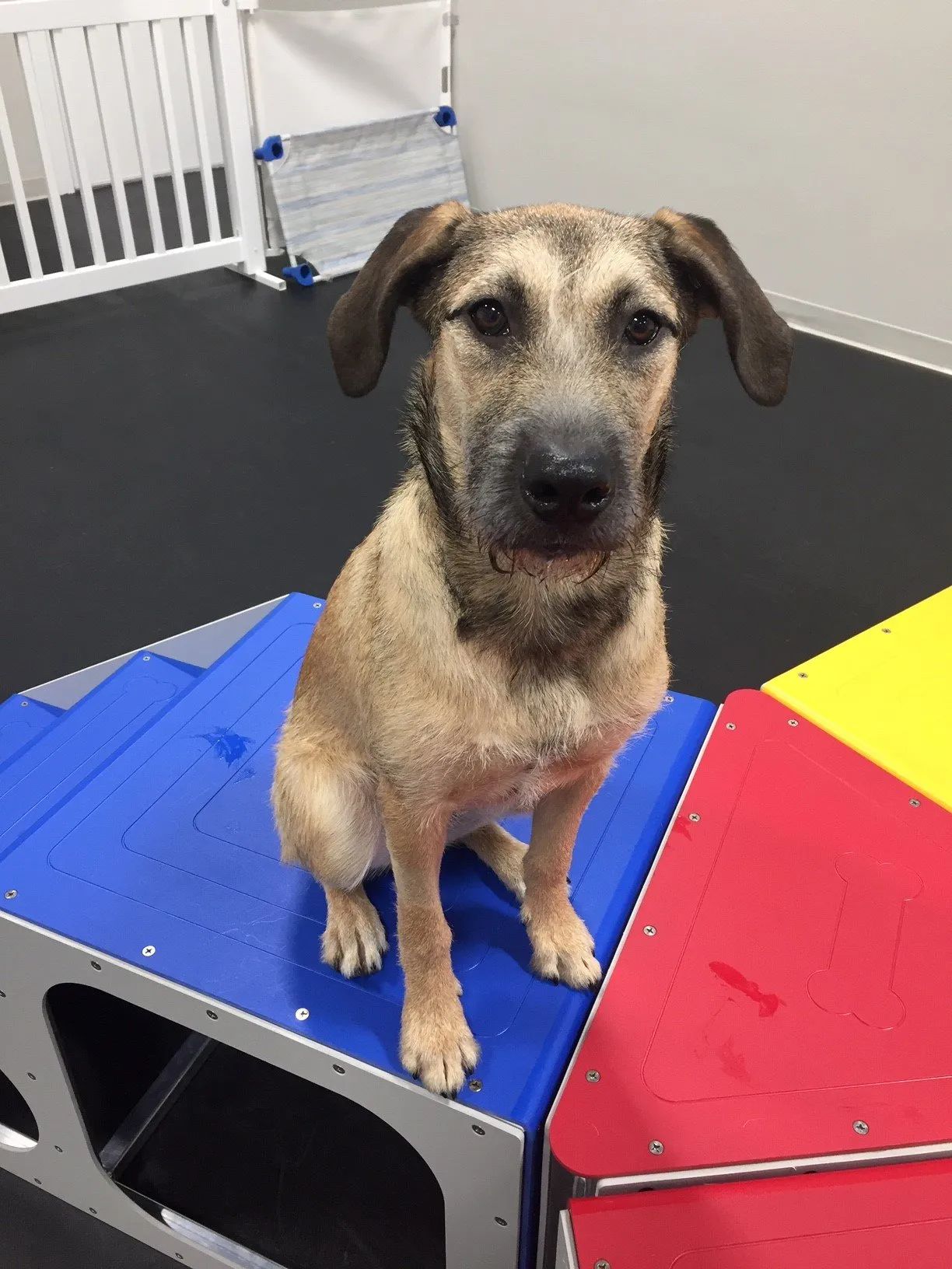Dog Daycare 6