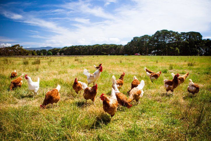 hen eating food