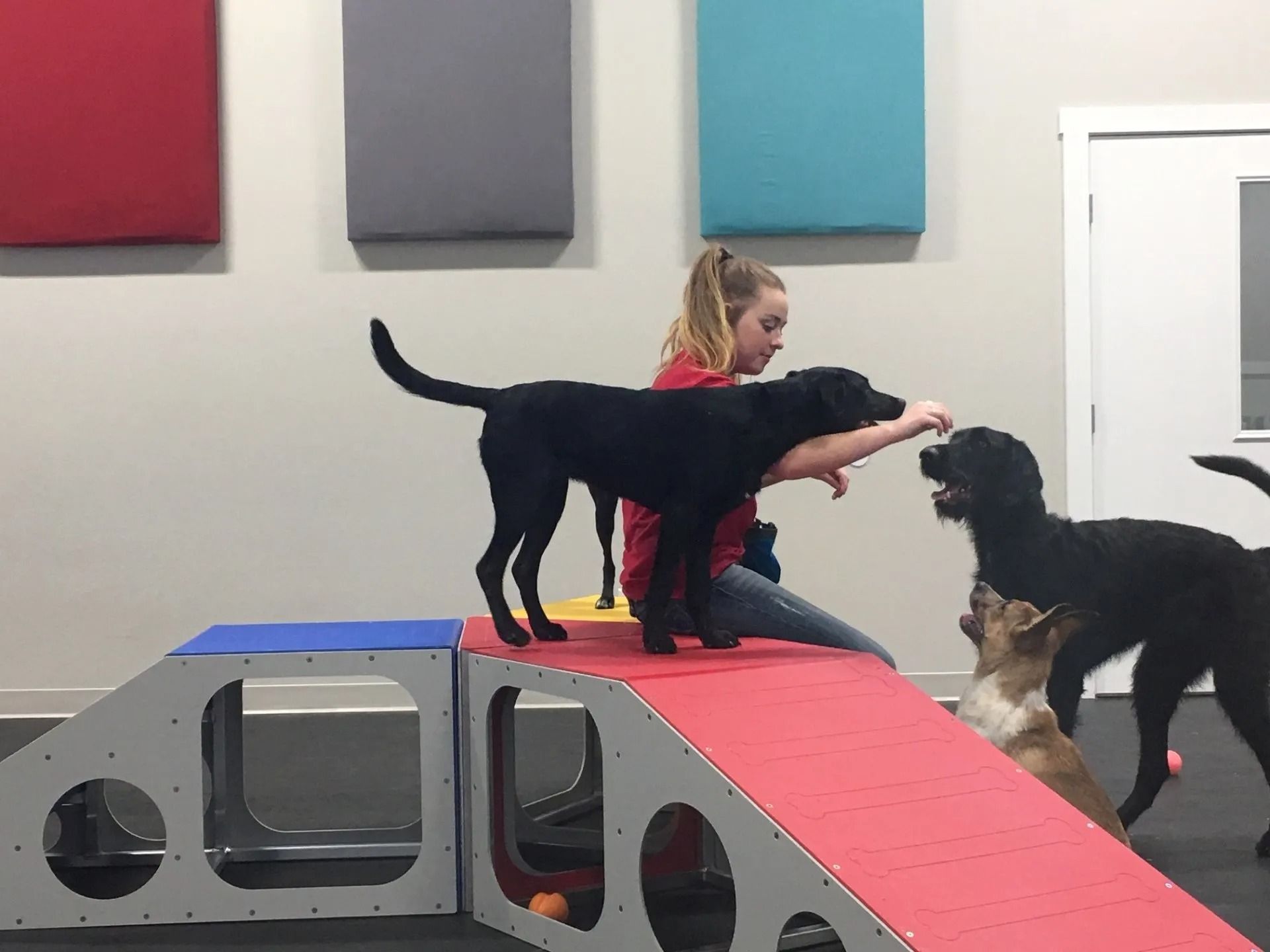 A woman trains black dogs on an agility course indoors; one dog is on a ramp.