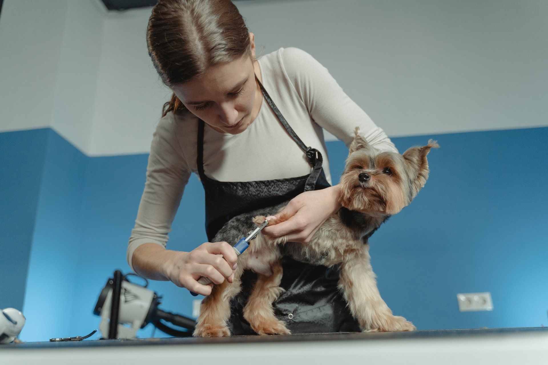 Dog Grooming