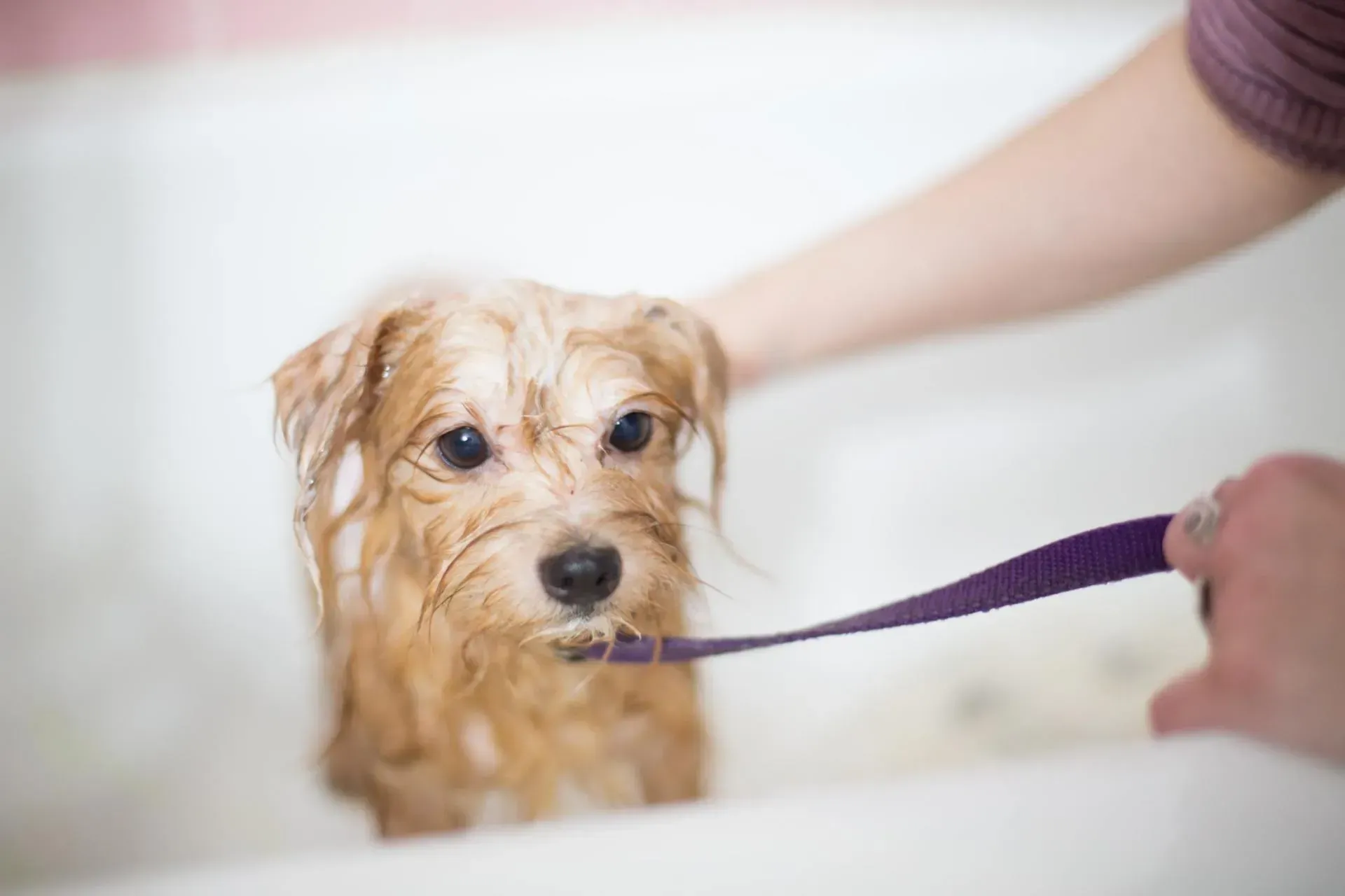 dog grooming