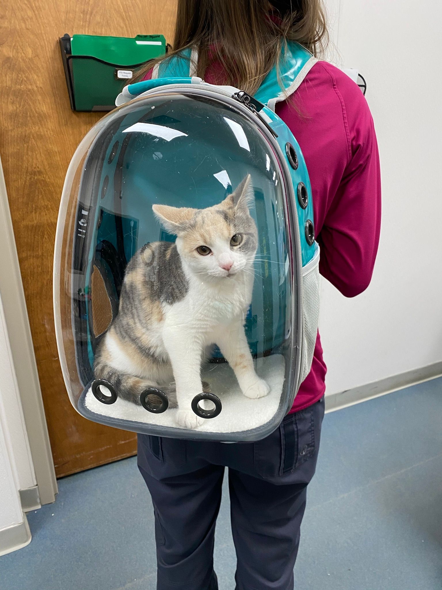 Cat peeking from a black and blue backpack on a person’s back outdoors