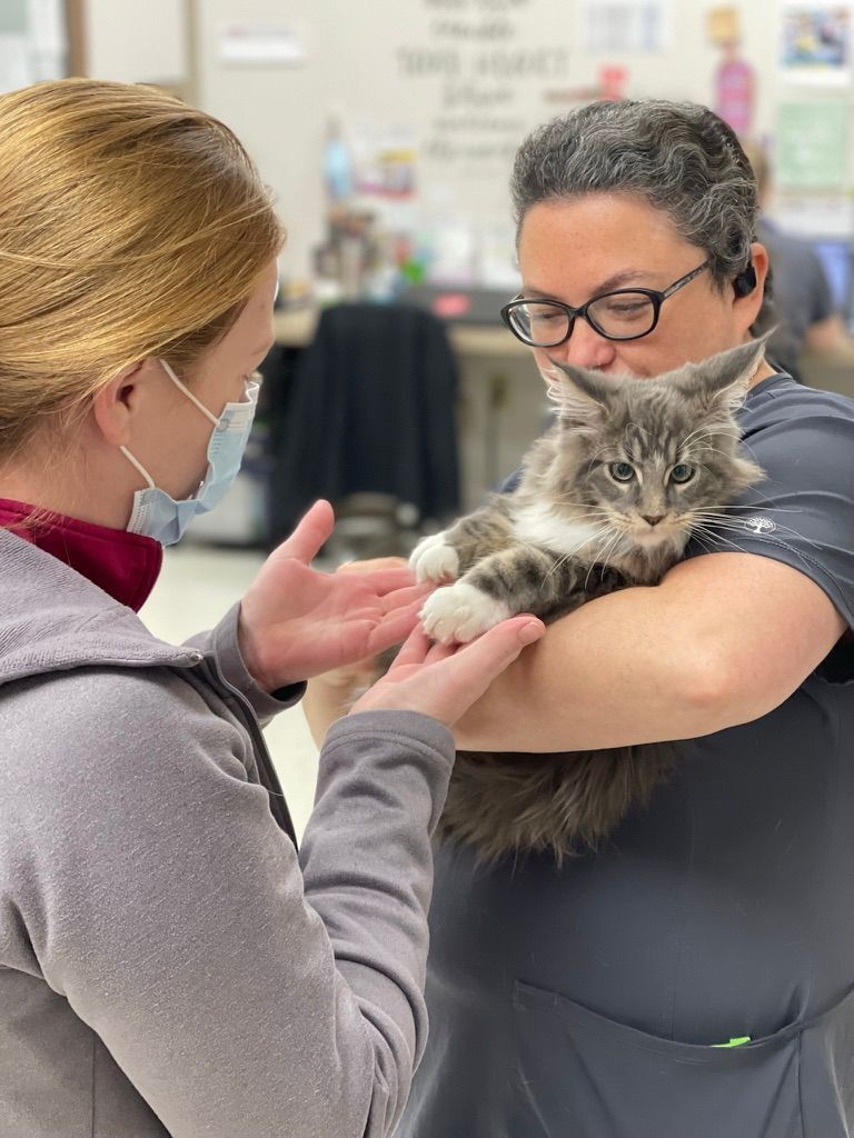 Veterinarian holding a gray cat while a masked woman examines its paw in a clinic