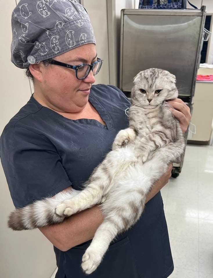 Veterinarian holding a calm gray cat with a fluffy tail in a clinic