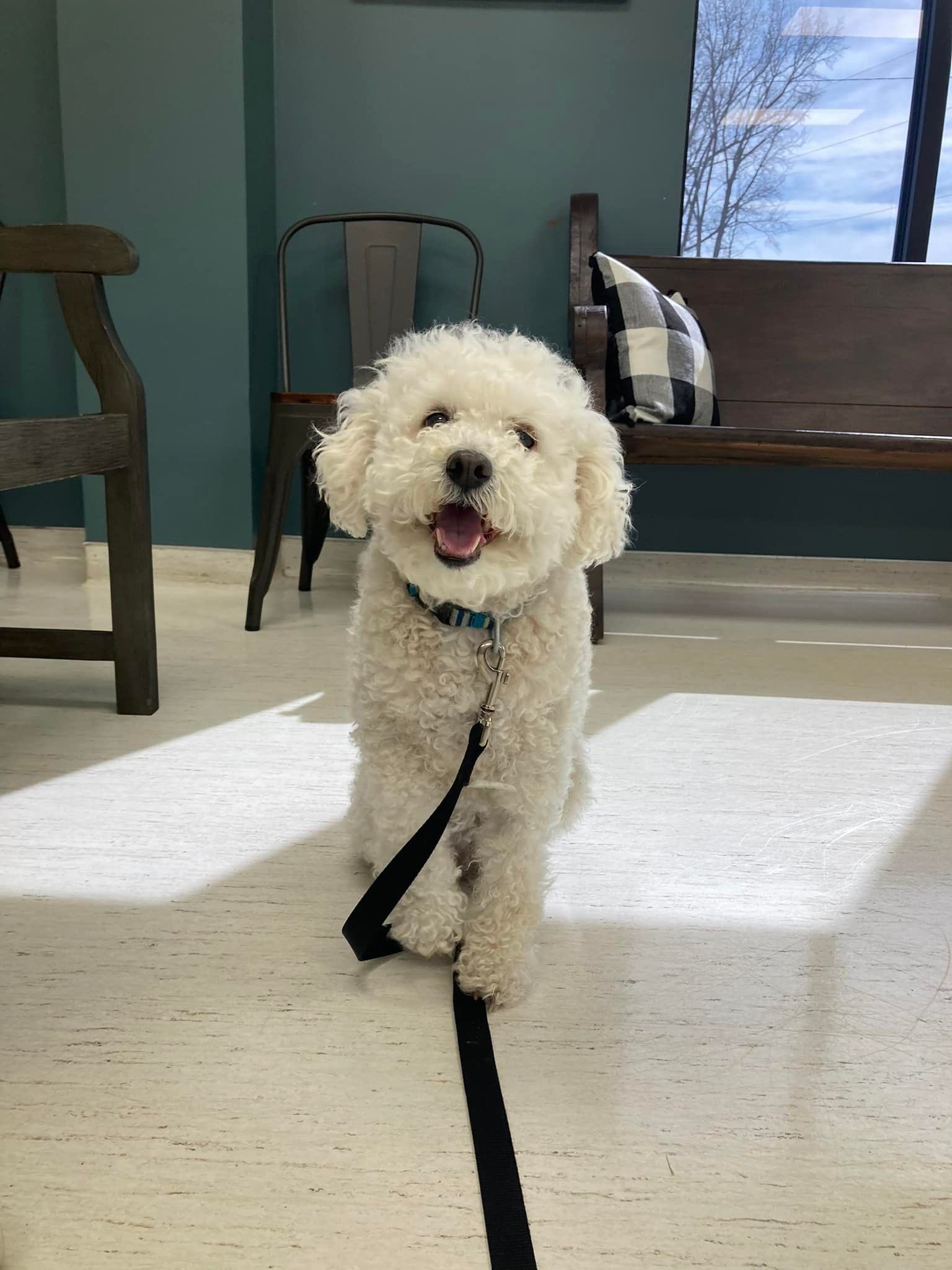 Small fluffy white dog on a leash standing indoors on a light rug, tongue out, near chairs and a bench.