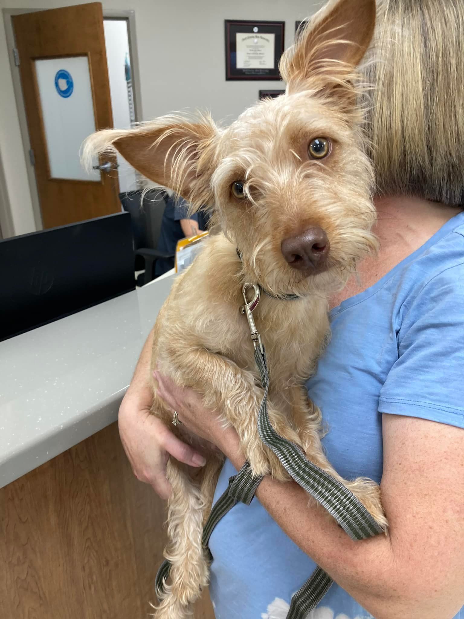 Small scruffy tan dog being held by a person in a blue shirt at a reception desk