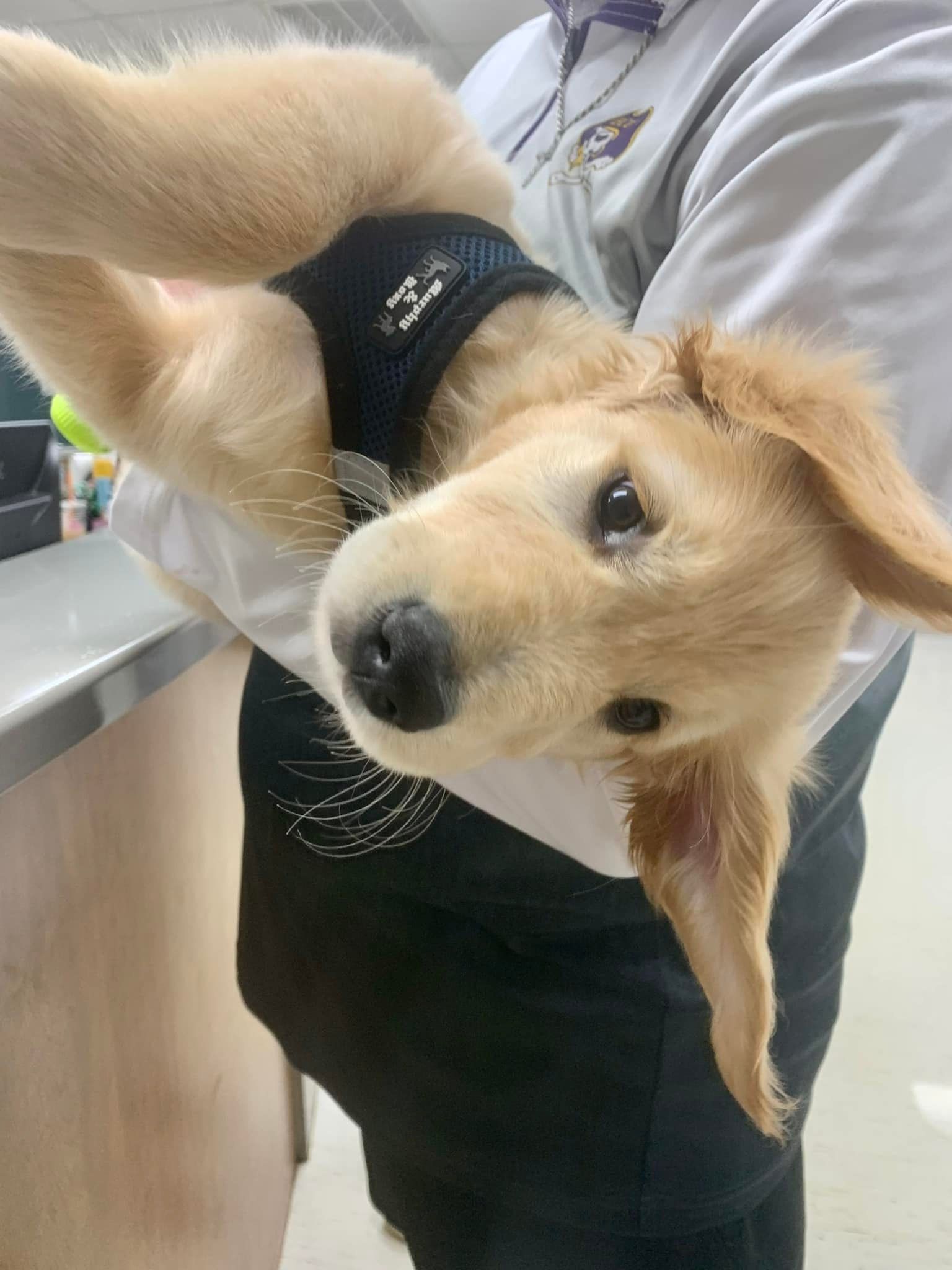 Golden retriever puppy in a black vest being held upside down by a person indoors