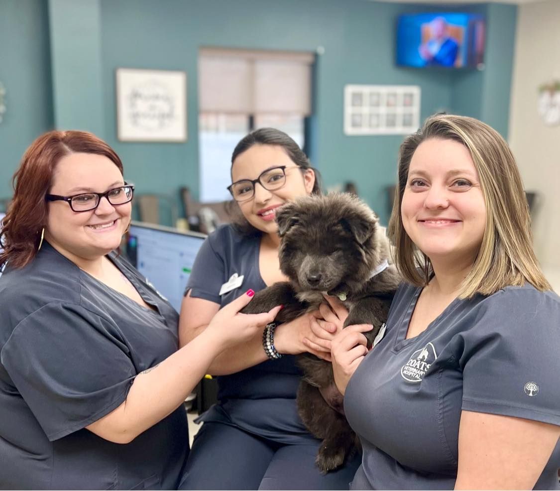 Three veterinary staff holding a fluffy black puppy in a clinic office, smiling at the camera.