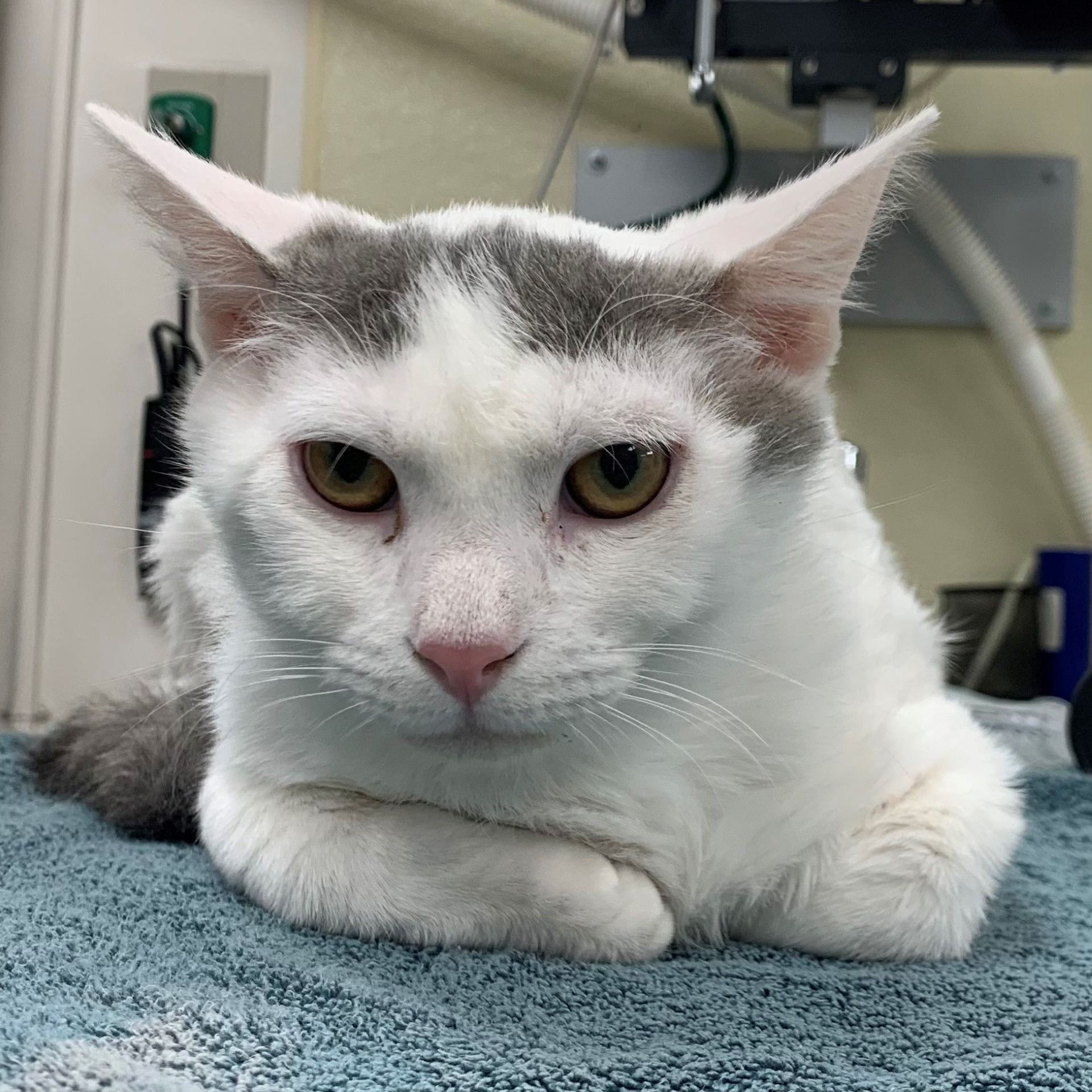 White-and-gray cat resting on a blue towel in a veterinary exam room, staring at the camera.