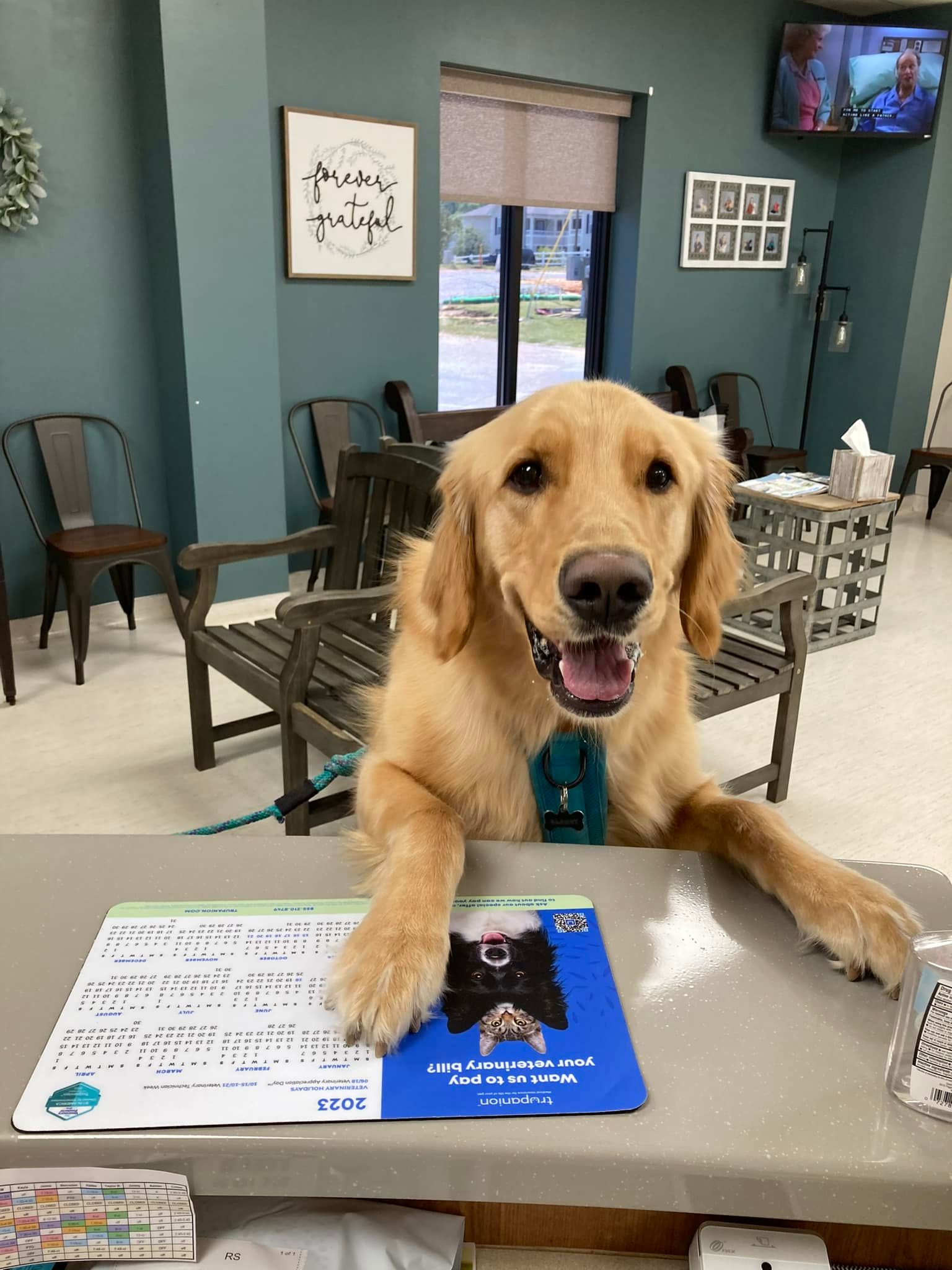 Golden retriever leaning on a table in a waiting room, wearing a blue bandana and panting happily.