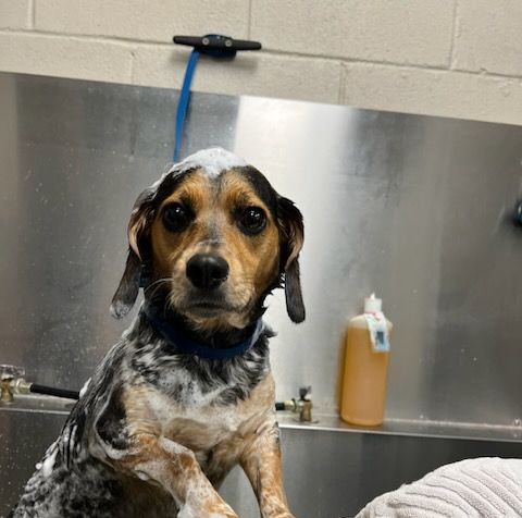 Wet tricolor dog sitting in a grooming sink with a blue leash and shampoo bottle nearby