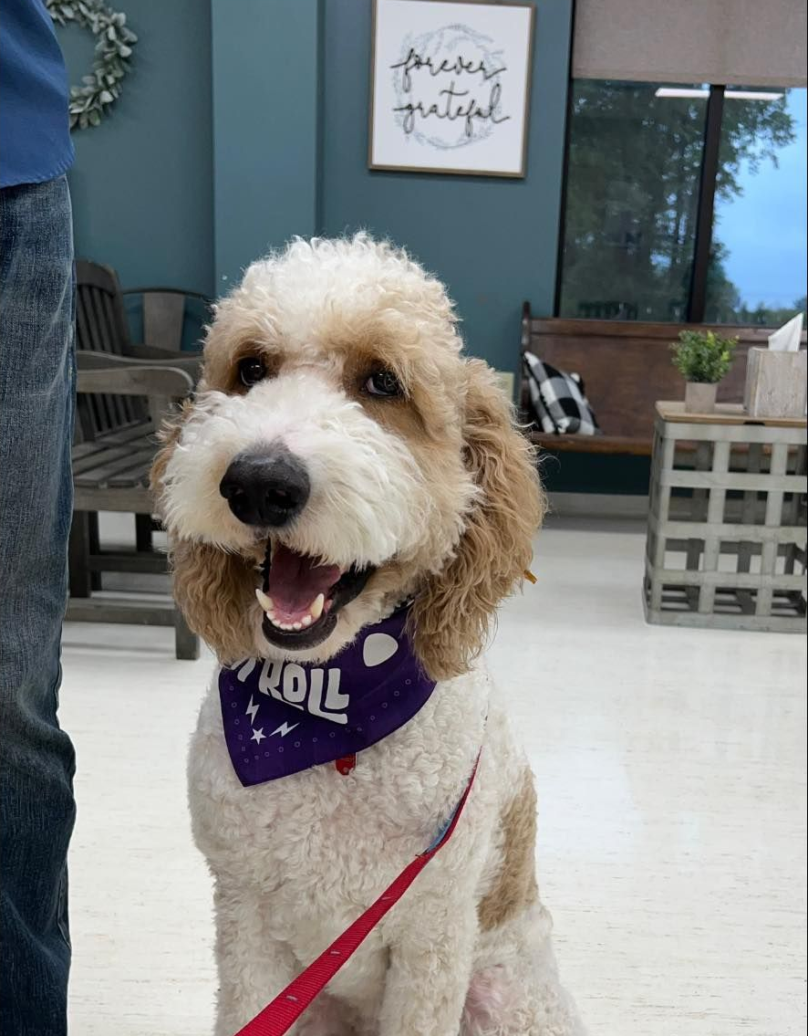 Curly-haired white dog wearing a purple bandana and red leash, sitting indoors and smiling at the camera