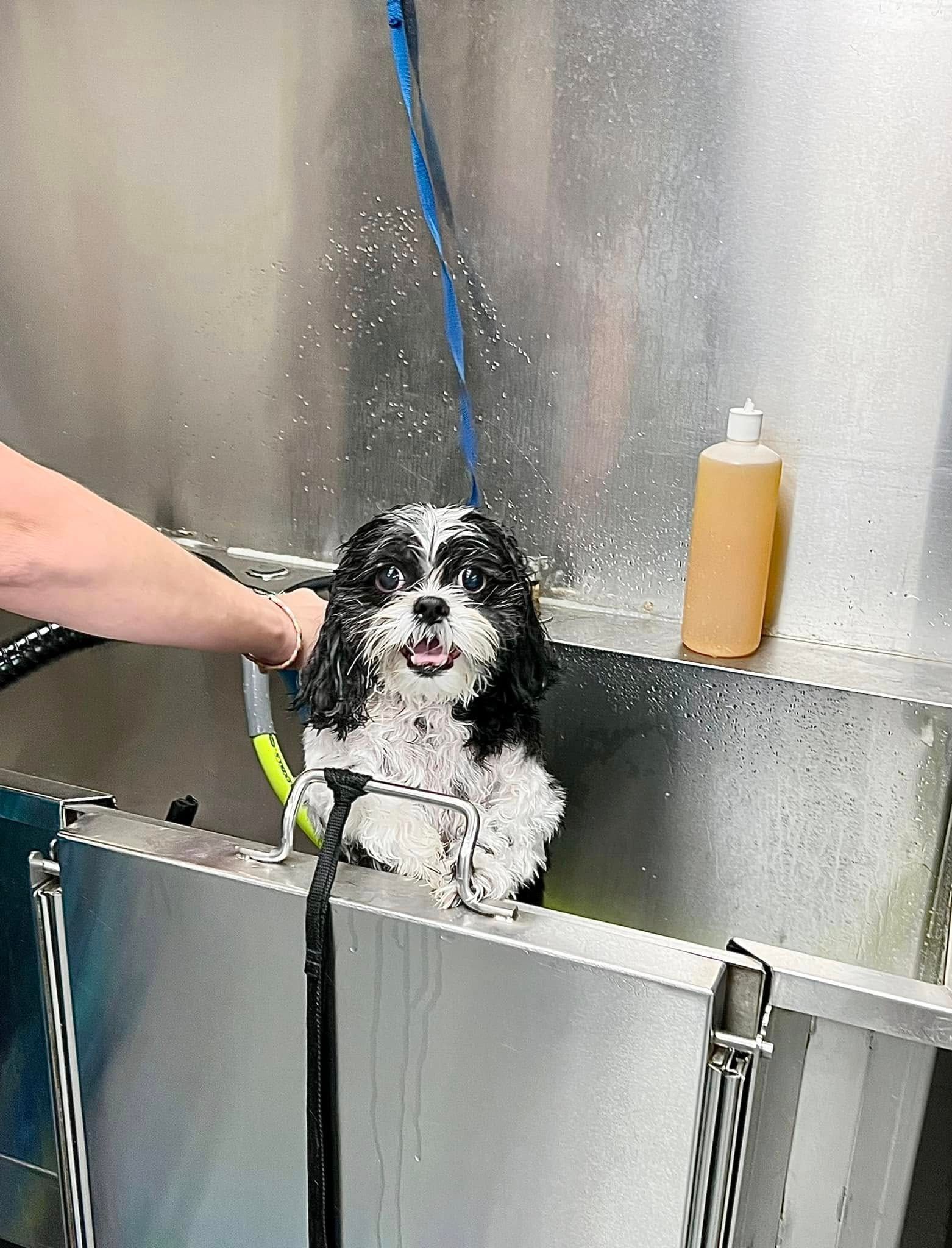 Small black-and-white dog being bathed in a metal grooming sink with a hand holding it steady.