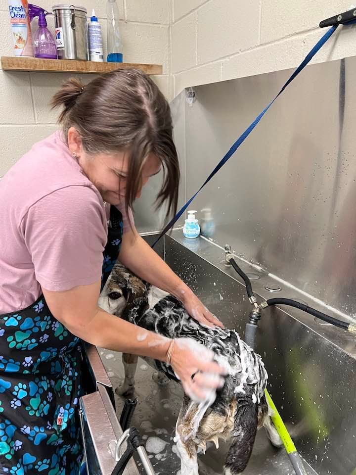 Person washing a dog in a stainless steel sink with running water and soap suds
