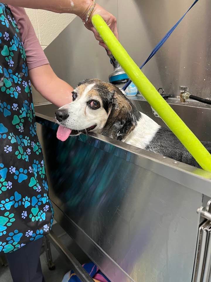 Dog being bathed in a stainless steel grooming tub, with a green hose and soap suds.