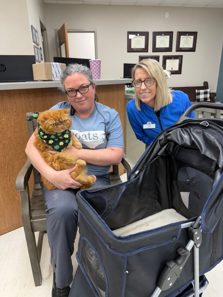 Two people in a lobby hold a orange cat beside a black stroller and a counter.