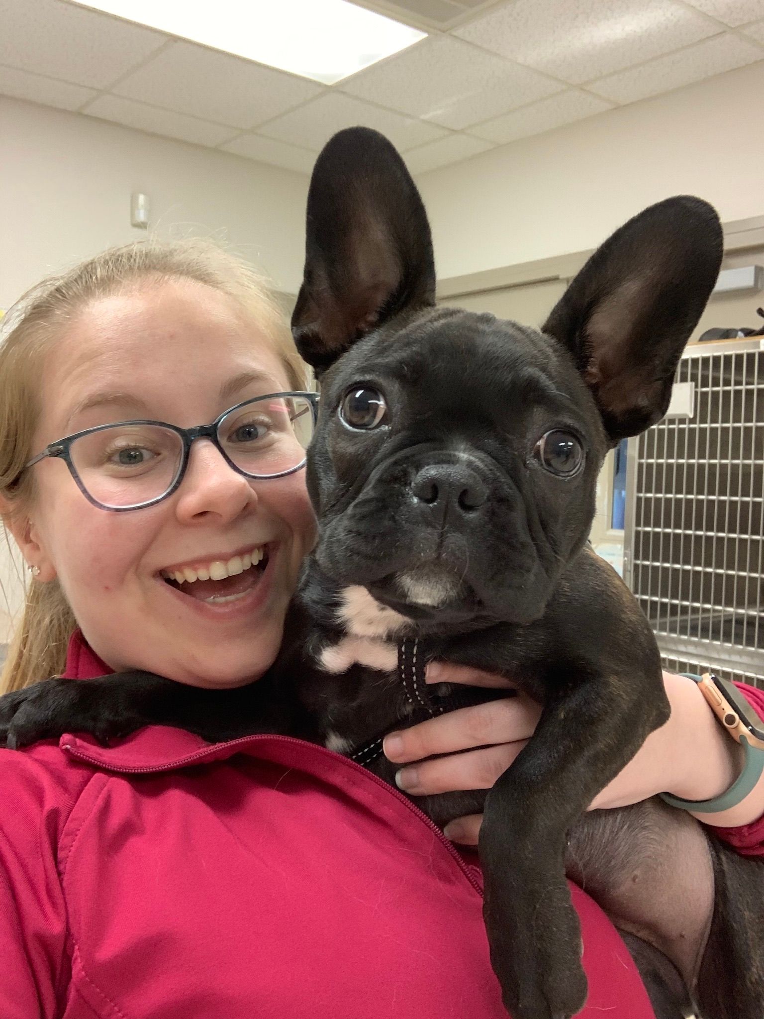 Smiling person in pink holding a black French bulldog with large ears indoors