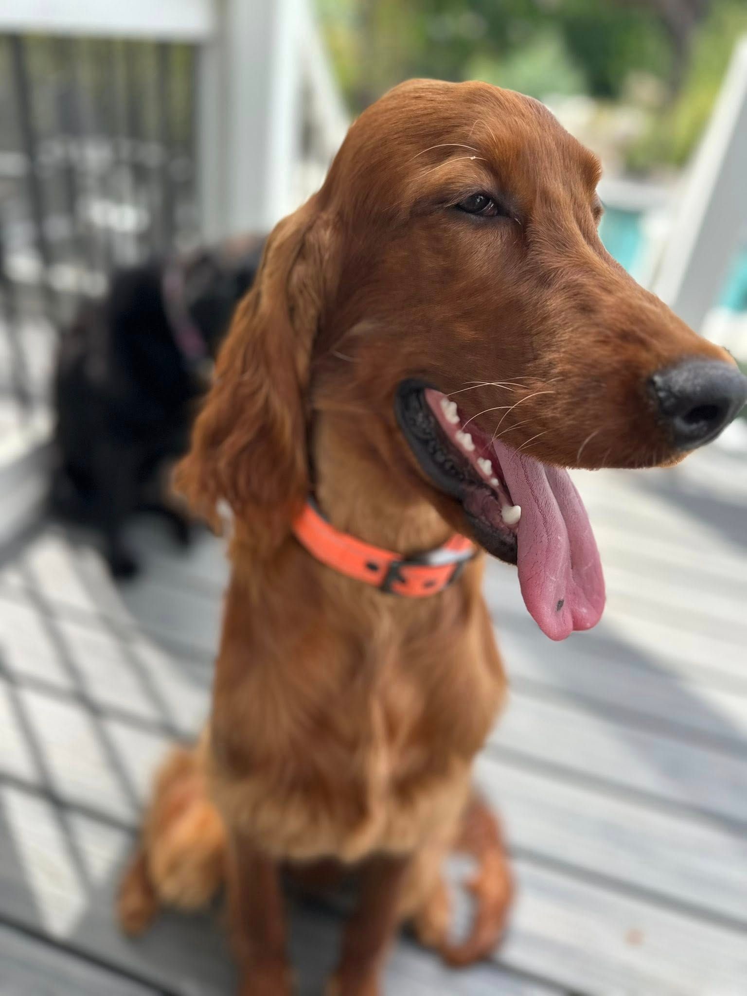 Brown dog with orange collar sitting on a deck, panting with tongue out.