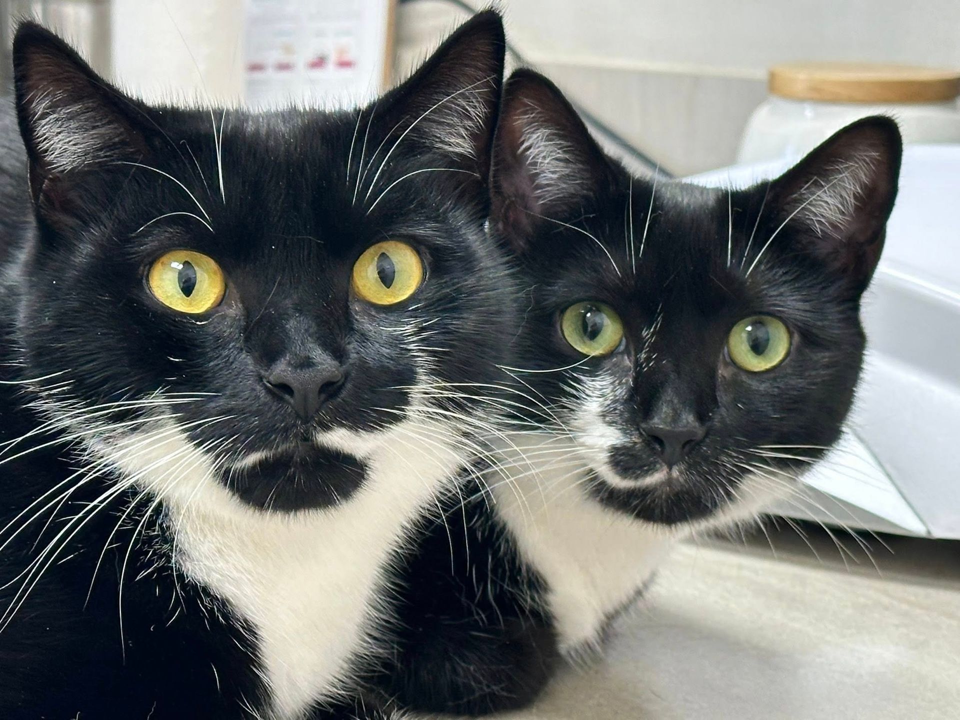 Two black-and-white cats with yellow eyes sitting close together indoors