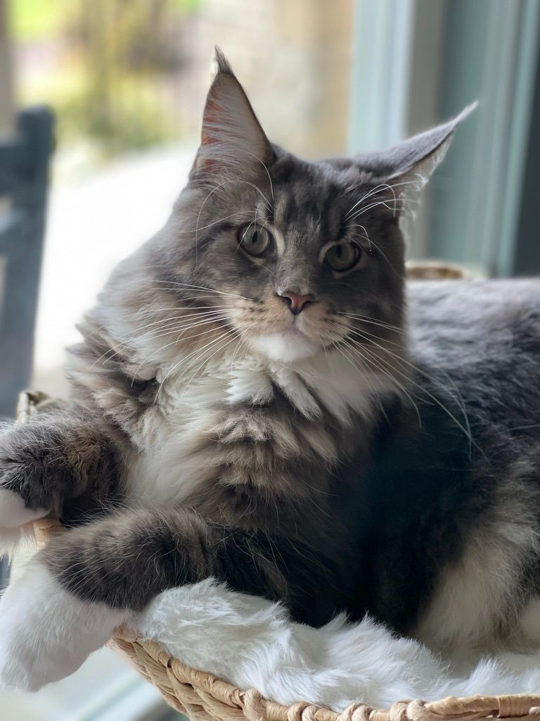 Gray and white long-haired cat lounging in a basket by a window
