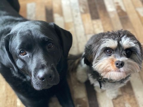 Black lab and small shaggy dog looking up on a hardwood floor.