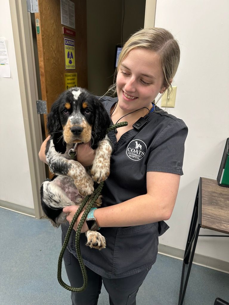 Veterinarian holding a black-and-white puppy with a green leash in a clinic hallway