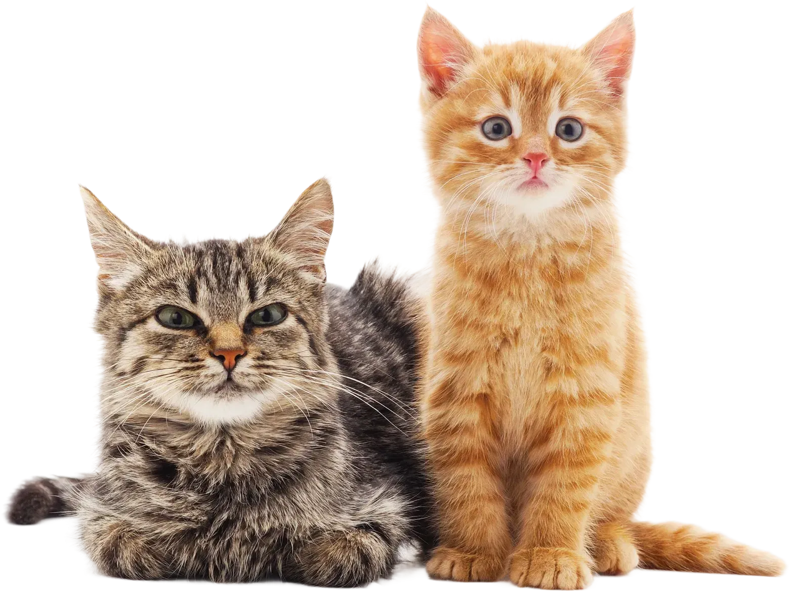 Cat Focused Care