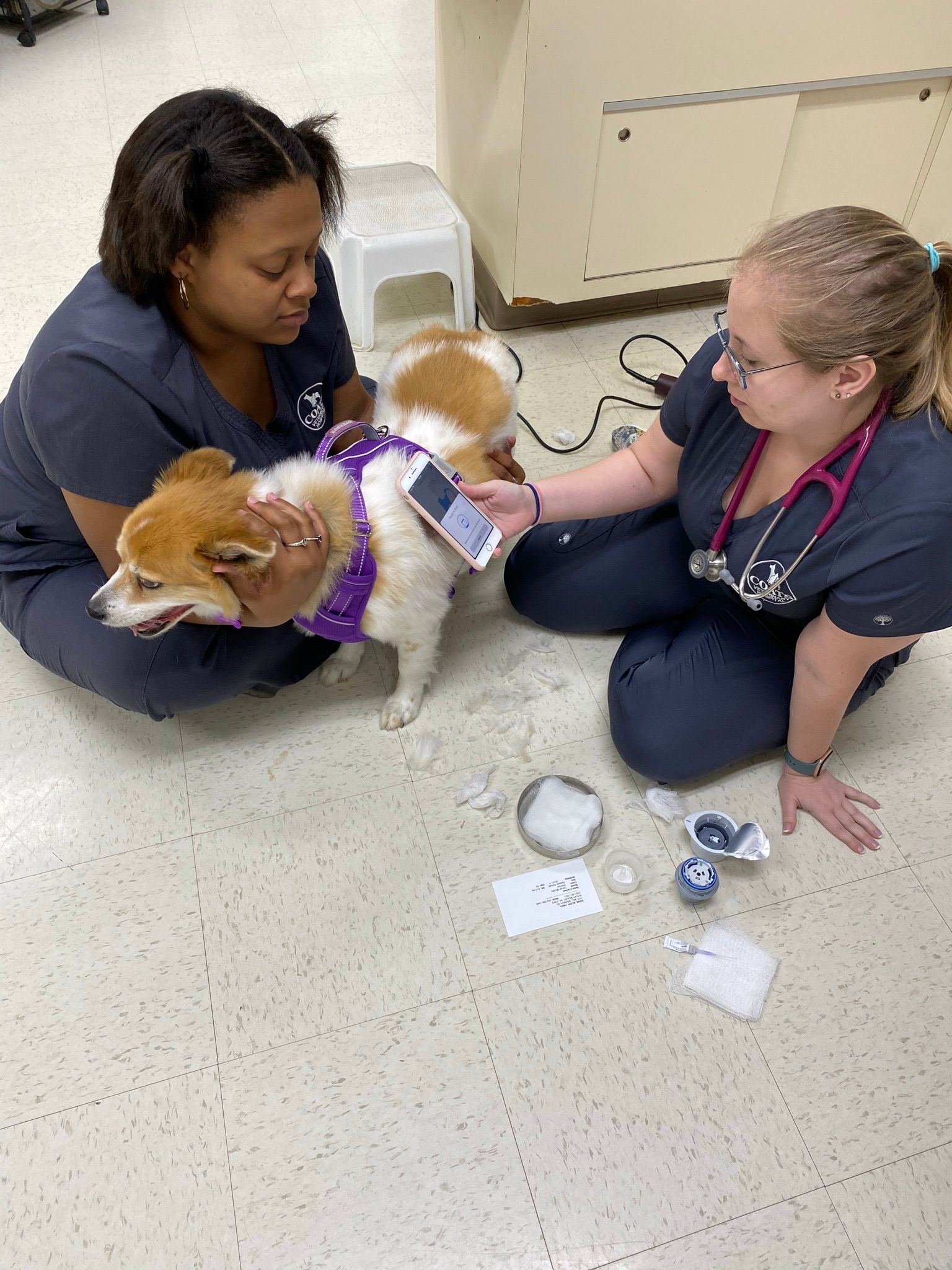 Two veterinarians examine a small dog in a clinic, with medical supplies on the floor.