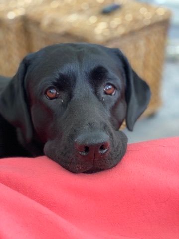 Black dog resting its chin on a bright pink cushion, looking at the camera.