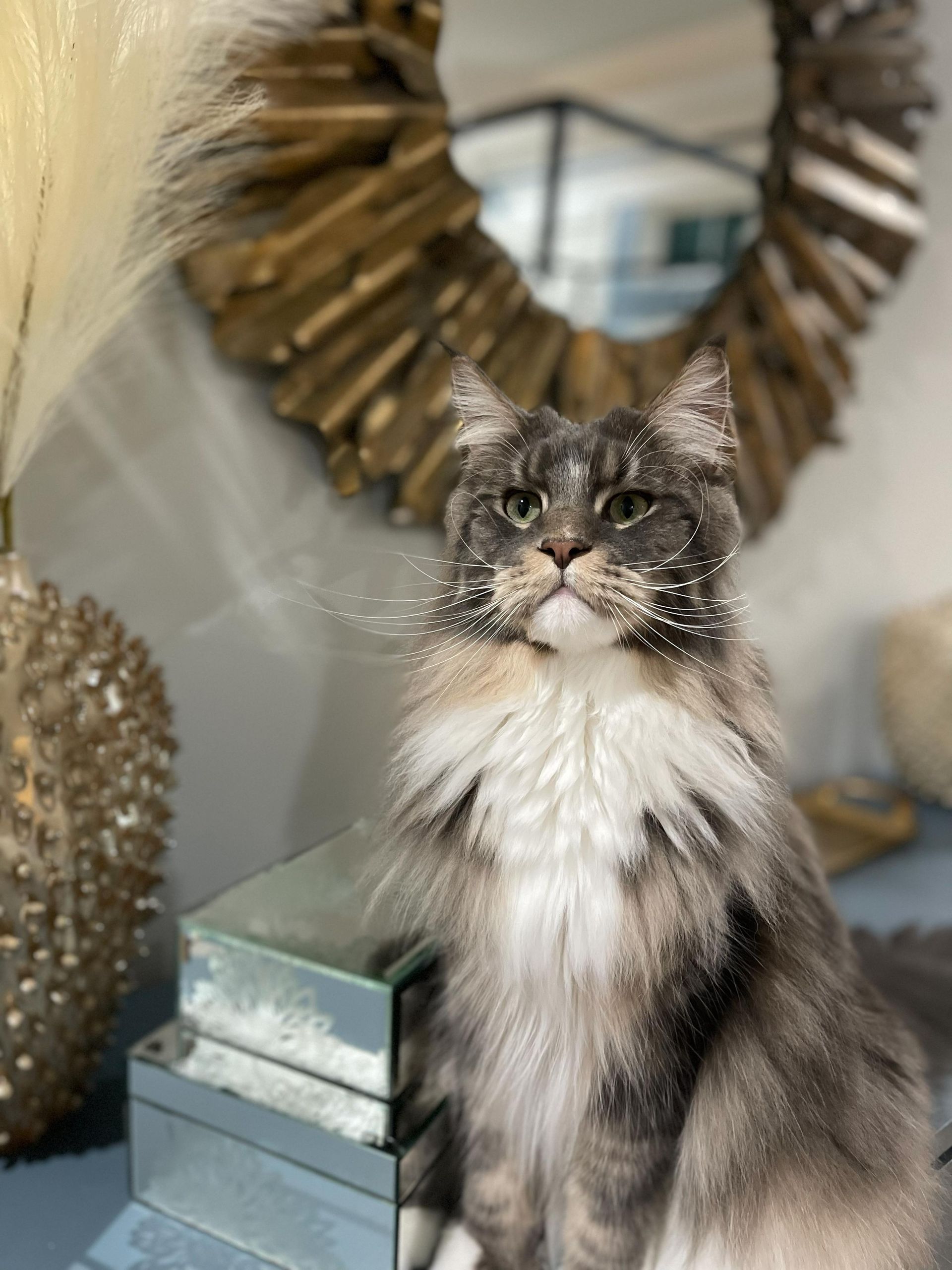 Fluffy gray-and-white cat sitting indoors beside stacked boxes and a decorative wreath