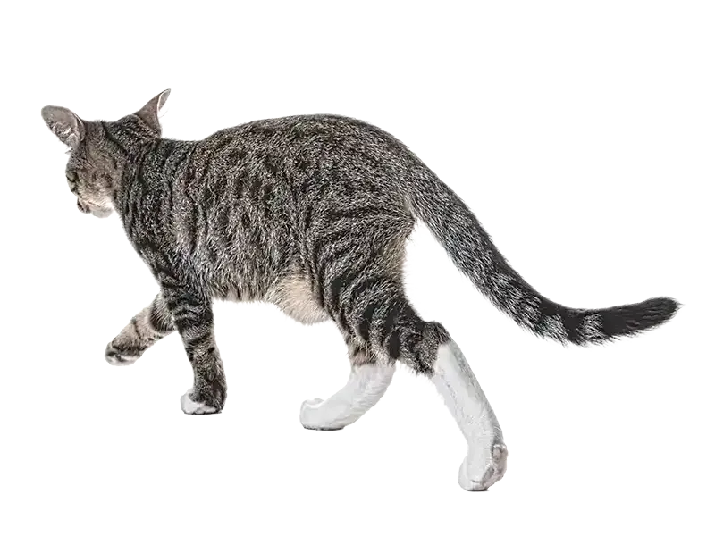 Gray tabby cat walking on a white background
